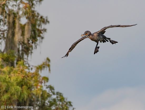 Missing Image: i_0005.jpg - Nest-food-Double-creasted-Cormorant