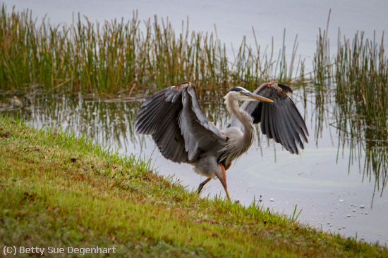 Missing Image: i_0006.jpg - Strutting-His-Stuff-GBH