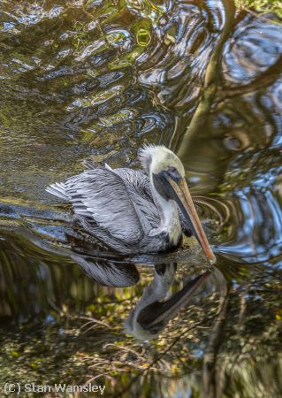 Missing Image: i_0024.jpg - Pelican on the Move