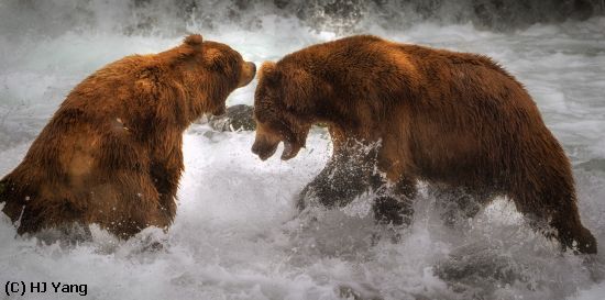 Missing Image: i_0029.jpg - Bear Fight