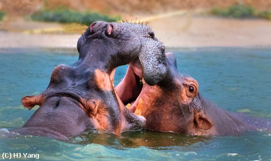 Missing Image: i_0037.jpg - Hippo Fight