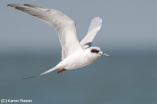 Missing Image: i_0043.jpg - swallowtailtern