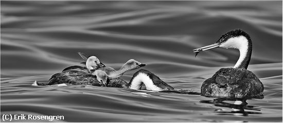 Missing Image: i_0051.jpg - Feeding-time-Western-Grebe-0233