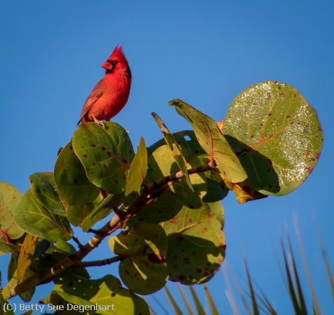 Missing Image: i_0005.jpg - Cardinal-on-Sea-Oats