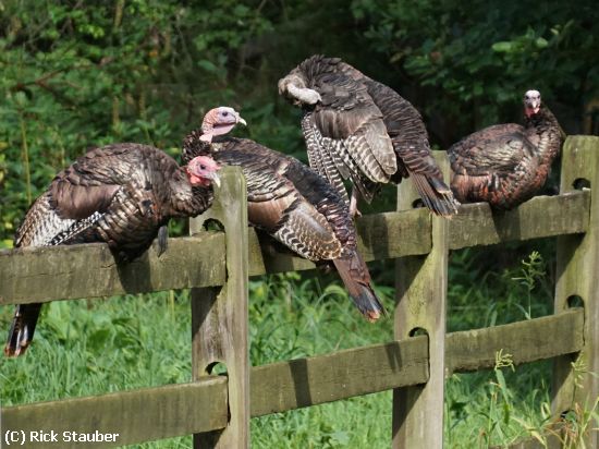 Missing Image: i_0006.jpg - Turkeys on a Fence