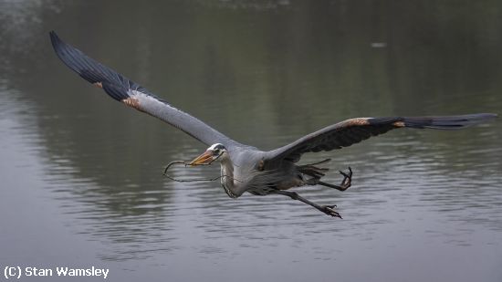 Missing Image: i_0007.jpg - GBH Nest Building