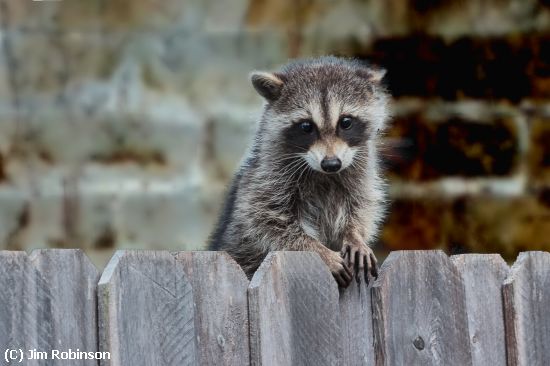 Missing Image: i_0008.jpg - Backyard Visitor