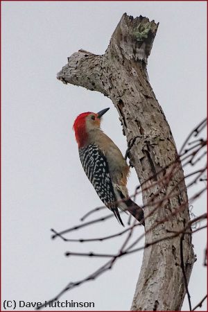 Missing Image: i_0015.jpg - Red Bellied Woodpecker