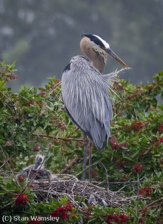 Missing Image: i_0022.jpg - GBH Personal Grooming