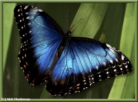 Missing Image: i_0026.jpg - BLUE-MORPHO