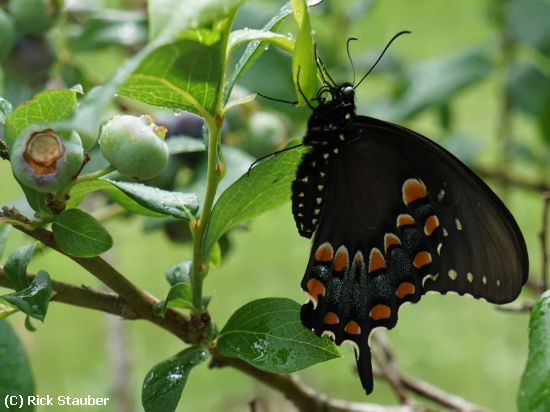 Missing Image: i_0027.jpg - Blueberry Butterfly