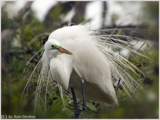 Missing Image: i_0029.jpg - EGRET FULL FEATHERS