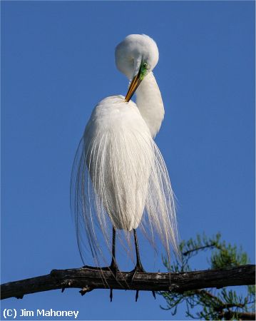 Missing Image: i_0030.jpg - Egret on a Branch