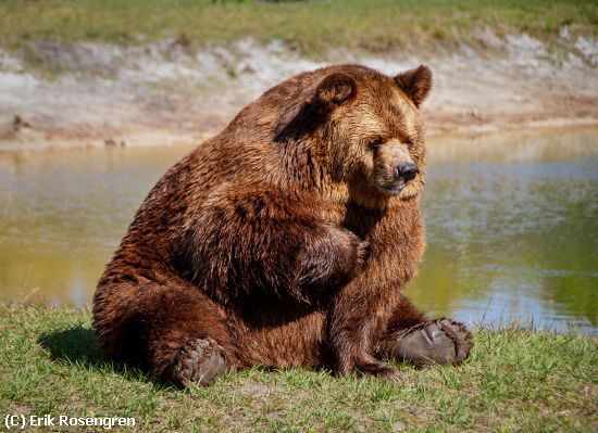 Missing Image: i_0033.jpg - Break-time-Grizzly-Bear-2526