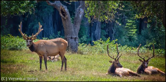 Missing Image: i_0035.jpg - Elk in the Meadow