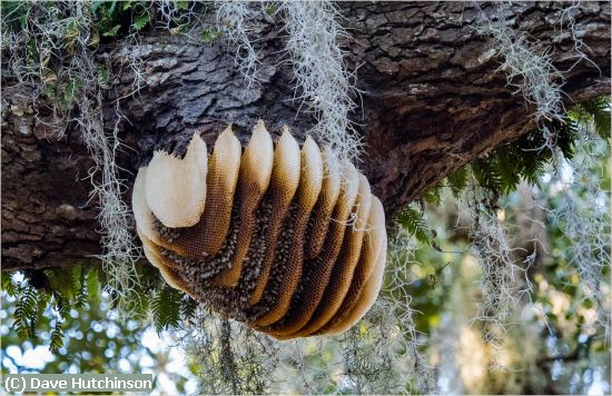 Missing Image: i_0037.jpg - Bees Nest