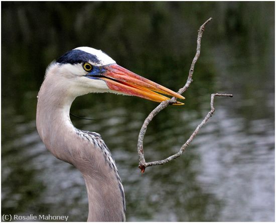 Missing Image: i_0040.jpg - Bird with a Stick