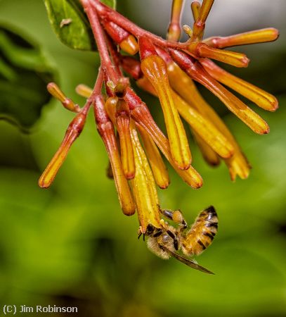 Missing Image: i_0041.jpg - Firebush and Bee