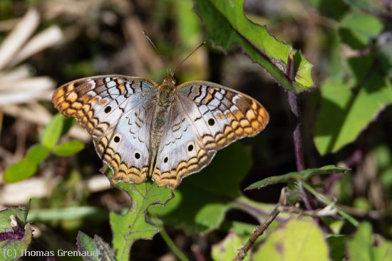 Missing Image: i_0043.jpg - White Peacock Butterfly