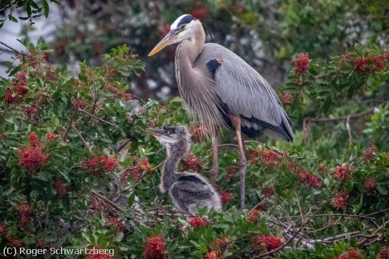 Missing Image: i_0046.jpg - Momma and Babies