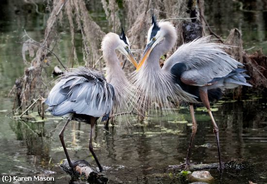 Missing Image: i_0050.jpg - Heron Love