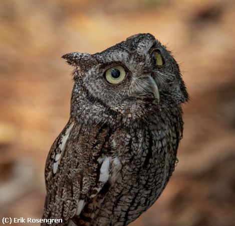 Missing Image: i_0051.jpg - Eastern-Screech-Owl-5333