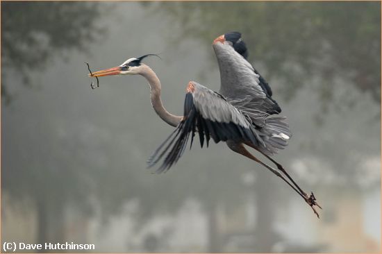 Missing Image: i_0052.jpg - Great Blue Heron in Flight