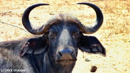 Missing Image: i_0053.jpg - Cape Buffalo