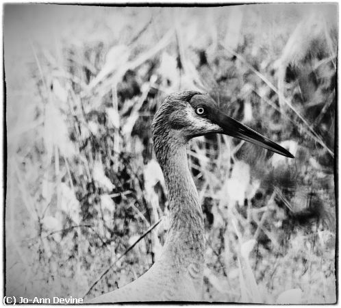 Missing Image: i_0055.jpg - Sandhill Mono