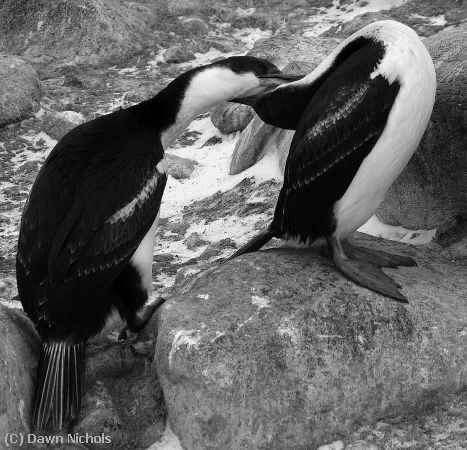 Missing Image: i_0065.jpg - Shag Pairing,  Paulet Is.