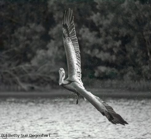 Missing Image: i_0068.jpg - Pelican-Looking-for-Dinner
