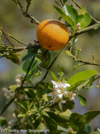 Missing Image: i_0003.jpg - Flower-then-the-Orange