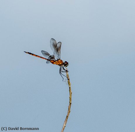 Missing Image: i_0006.jpg - Dragon Fly