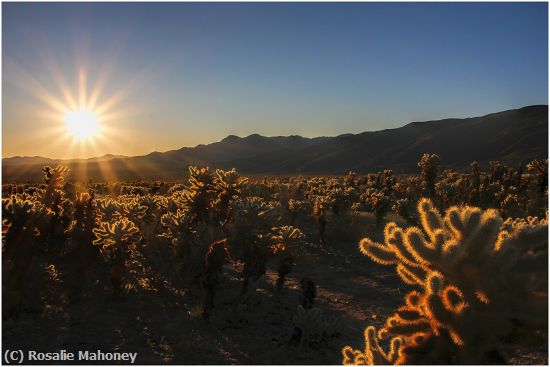 Missing Image: i_0016.jpg - Sunrise at the Cactus Garden