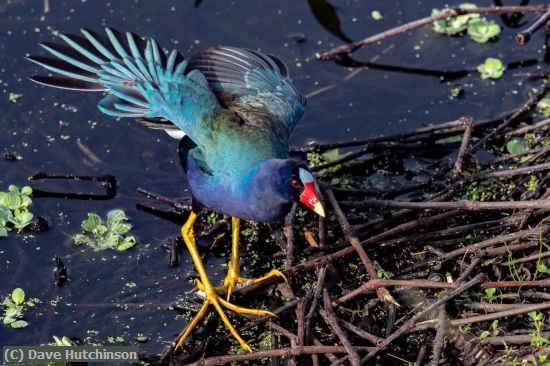 Missing Image: i_0017.jpg - Purple Gallinule