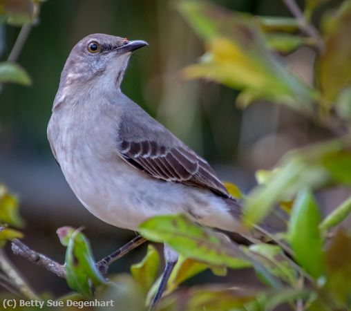 Missing Image: i_0025.jpg - Surrounded-by-leaves-Mockingbird