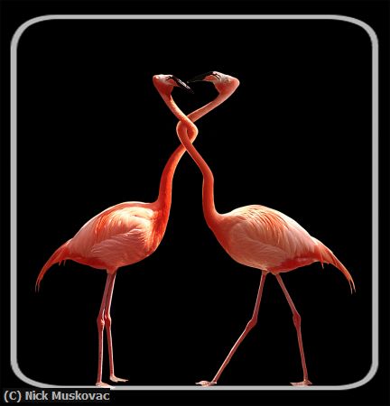 Missing Image: i_0033.jpg - flamingo-lovers