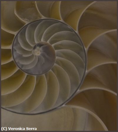 Missing Image: i_0036.jpg - Golden Spiral