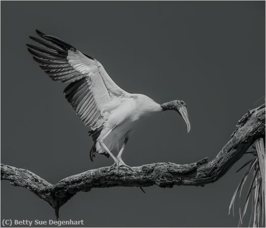 Missing Image: i_0048.jpg - Contemplating flight-Wood Stork