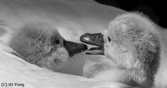 Missing Image: i_0053.jpg - Two Little Swans