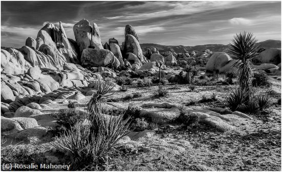 Missing Image: i_0060.jpg - Joshua Tree at Sunset 2