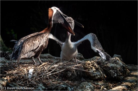 Missing Image: i_0002.jpg - Brown Pelican Feeding Baby