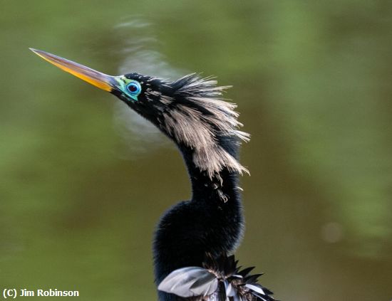 Missing Image: i_0005.jpg - Anhinga