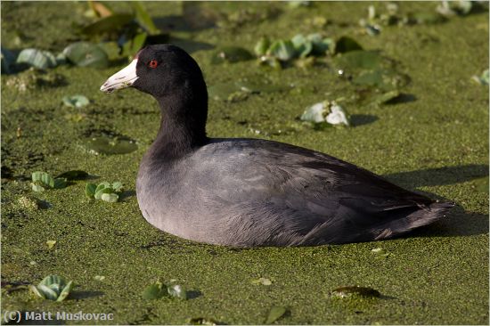 Missing Image: i_0012.jpg - Coot