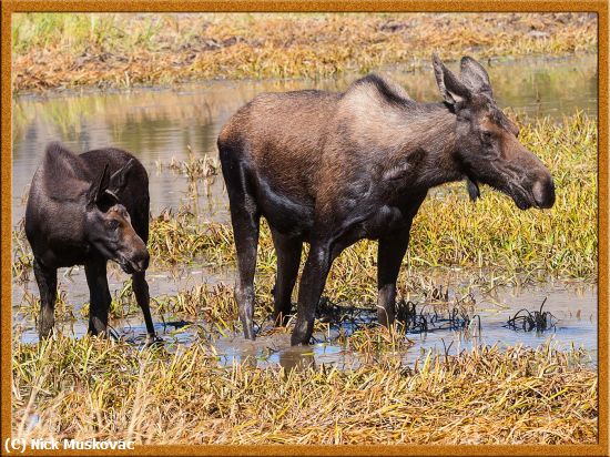 Missing Image: i_0015.jpg - Mama-Moose-and-child