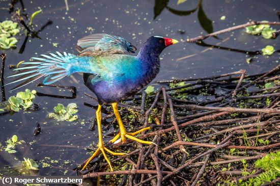 Missing Image: i_0017.jpg - Gorgeous Gallinule