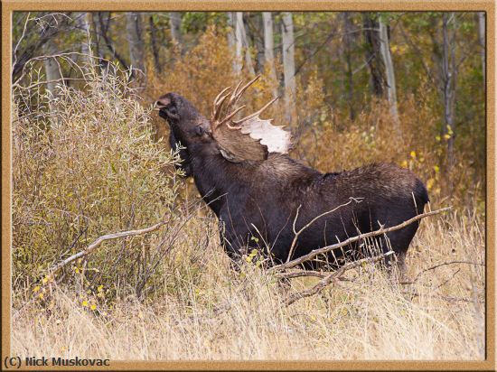 Missing Image: i_0019.jpg - Moose-in-park