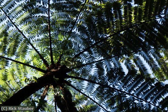 Missing Image: i_0020.jpg - New Zealand Tree Fern