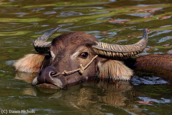 Missing Image: i_0028.jpg - Water Buffalo