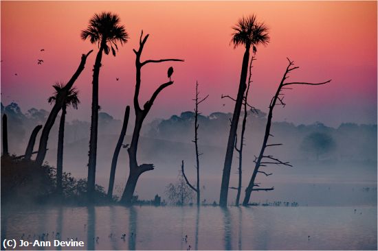 Missing Image: i_0032.jpg - Dawn at the Wetlands